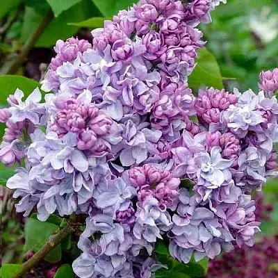 Сирень КАТЕРИНА ХАВЕМЕЙЕР  Сирень КАТЕРИНА ХАВЕМЕЙЕР в Уфе