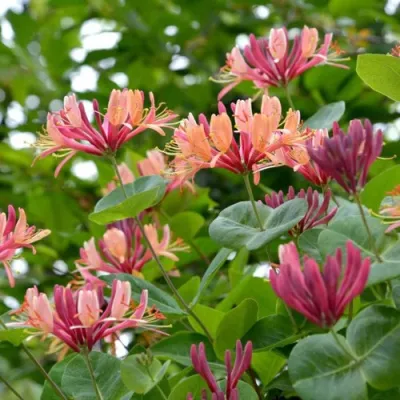 Жимолость ГЕКРОТА в Уфе