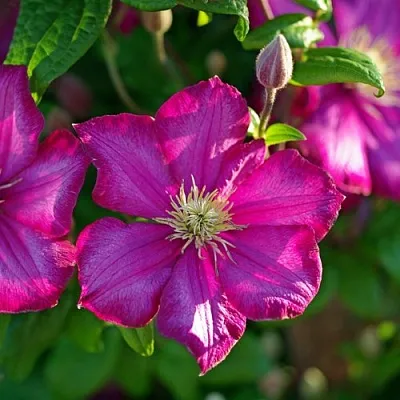 Клематис КАРМЕНСИТА в Уфе