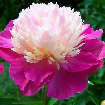 Пион ГЕЙ ПАРИ травянистый  Пион ГЕЙ ПАРИ травянистый в Уфе