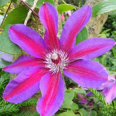 Клематис АКАИШИ в Уфе