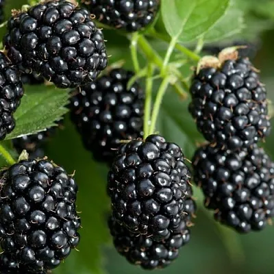 Ежевика ЧЕРНАЯ МАГИЯ ремонтантная  Ежевика ЧЕРНАЯ МАГИЯ ремонтантная в Уфе