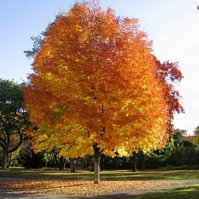 Клен серебристый  Клен серебристый в Уфе