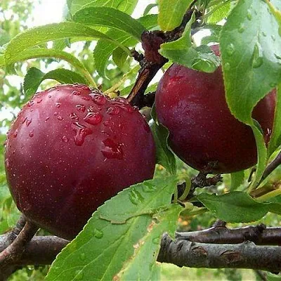 Слива КЛЕОПАТРА в Уфе