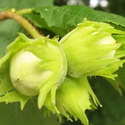 Фундук КАТАЛОНСКИЙ в Уфе