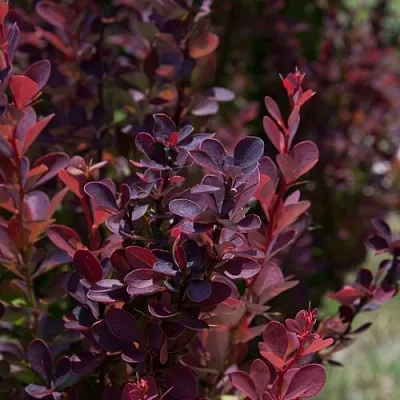 Барбарис ХЕЛМОНД ПИЛЛАР тунберга в Уфе