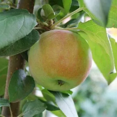 Яблоня ПОДСНЕЖНИК стелющаяся  Яблоня ПОДСНЕЖНИК стелющаяся в Уфе