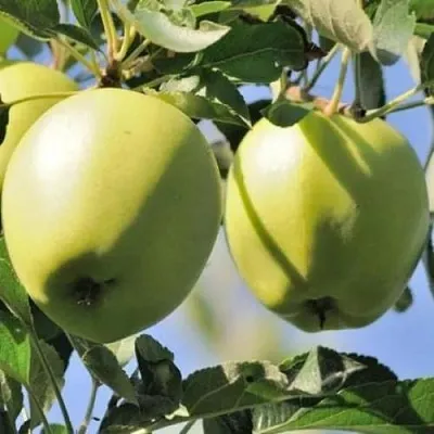 Яблоня САХАРНАЯ  Яблоня САХАРНАЯ в Уфе