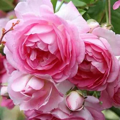 Саженцы роз ЖАСМИНА плетистая  Саженцы роз ЖАСМИНА плетистая в Уфе