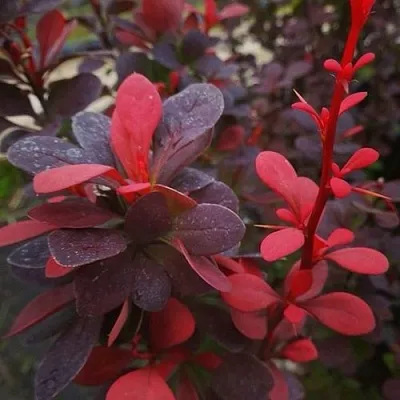 Барбарис РЕД ПИЛЛАР тунберга в Уфе