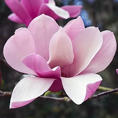 Магнолия РИККИ в Уфе