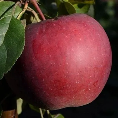 Яблоня БЕЛОРУССКОЕ СЛАДКОЕ в Уфе