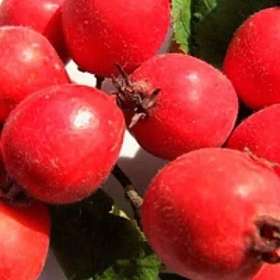 Боярышник КРУПНОПЛОДНЫЙ в Уфе