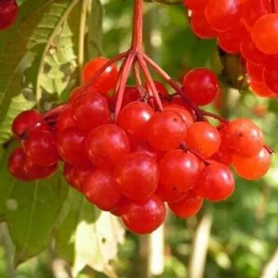 Калина ПАМЯТИ ВАЛЕНТИНЫ  Калина ПАМЯТИ ВАЛЕНТИНЫ в Уфе