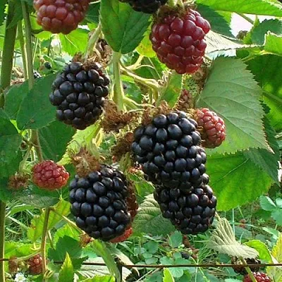 Ежевика ЧЕСТЕР бесшипная  Ежевика ЧЕСТЕР бесшипная в Уфе