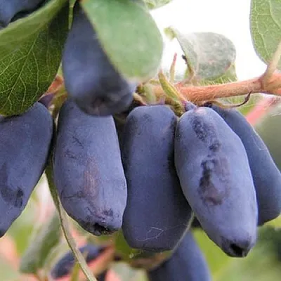 Жимолость съедобная ЛАКОМКА  Жимолость съедобная ЛАКОМКА в Уфе