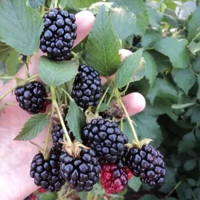 Ежевика ОУАЧИТА бесшипная — описание сорта Ежевика ОУАЧИТА бесшипная в Уфе