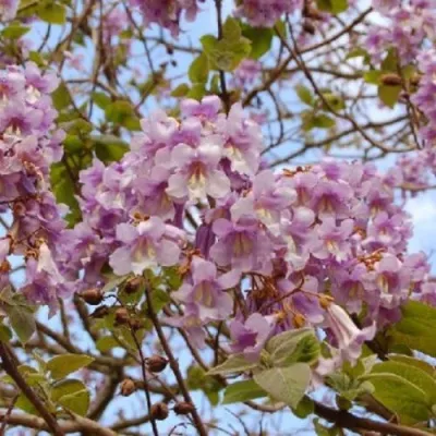 Павлония ПАО ТОГН Z07 в Уфе