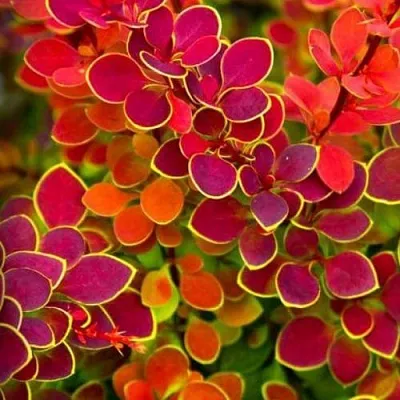 Барбарис ОРАНЖ САНРАЙЗ тунберга в Уфе