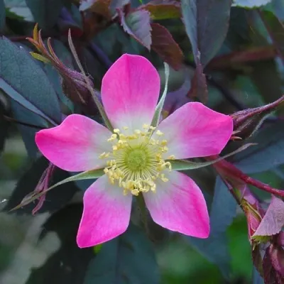 Саженцы роз сизая — описание сорта Саженцы роз сизая в Уфе