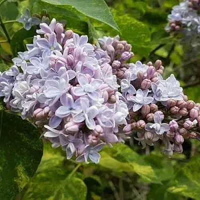 Сирень АУКУБАФОЛИЯ  Сирень АУКУБАФОЛИЯ в Уфе