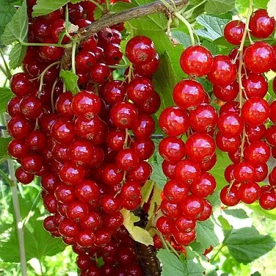 Смородина красная ЙОНКЕР ВАН ТЕТС  Смородина красная ЙОНКЕР ВАН ТЕТС в Уфе