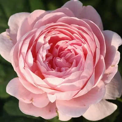 Саженцы роз КУИН ОФ СУИДЕН английская  Саженцы роз КУИН ОФ СУИДЕН английская в Уфе