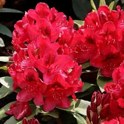 Рододендрон МАТАДОР  Рододендрон МАТАДОР в Уфе