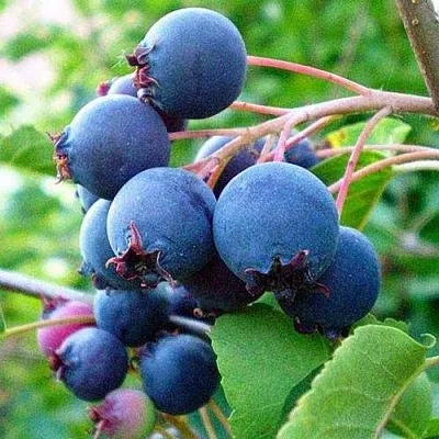 Ирга ПЕМБИНА в Уфе