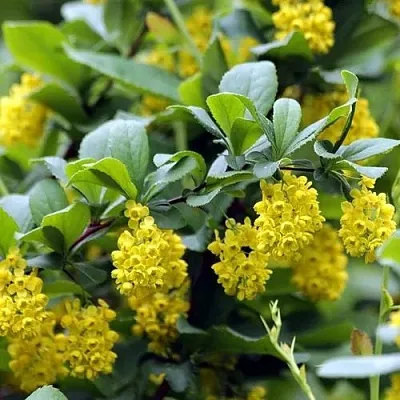 Барбарис корейский в Уфе