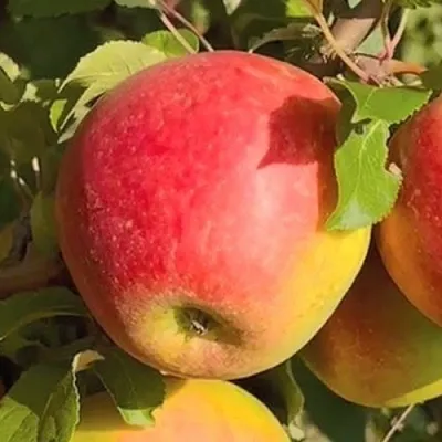 Яблоня САКАВИТА в Уфе