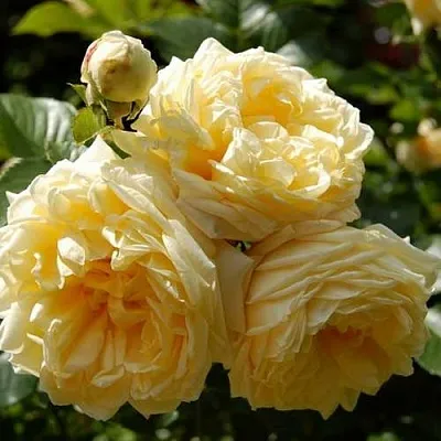 Саженцы роз НАДЯ МЕЙДИЛАНД почвопокровная  Саженцы роз НАДЯ МЕЙДИЛАНД почвопокровная в Уфе