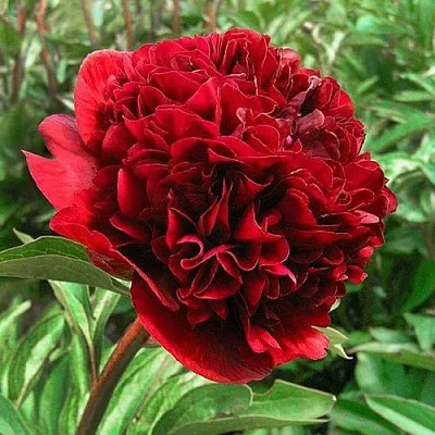 Пион РЕД ГРЕЙС травянистый  Пион РЕД ГРЕЙС травянистый в Уфе