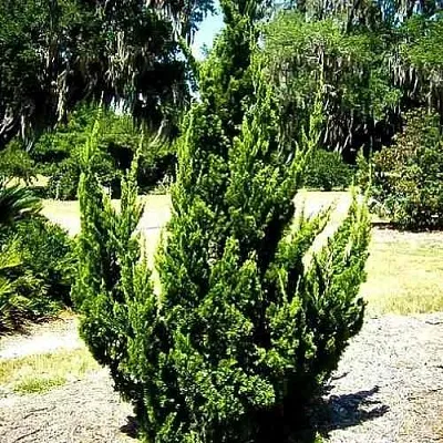 Можжевельник КАЙЗУКА китайский  Можжевельник КАЙЗУКА китайский в Уфе