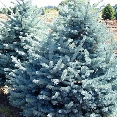 Ель ГЛАУКА колючая в Уфе