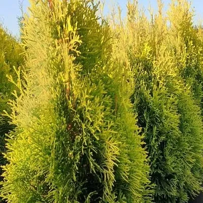 Туя ГОЛДЕН СМАРАГД западная в Уфе