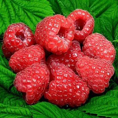 Саженцы малины оптом  Саженцы малины оптом в Уфе