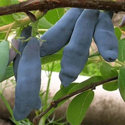 Жимолость съедобная ЛЕНИНГРАДСКИЙ ВЕЛИКАН  Жимолость съедобная ЛЕНИНГРАДСКИЙ ВЕЛИКАН в Уфе