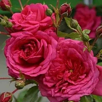 Саженцы роз ЛАГУНА плетистая  Саженцы роз ЛАГУНА плетистая в Уфе