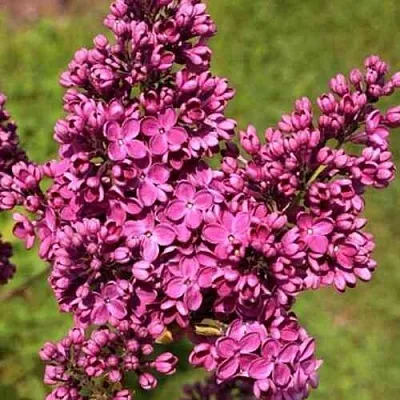 Сирень ЗНАМЯ ЛЕНИНА  Сирень ЗНАМЯ ЛЕНИНА в Уфе