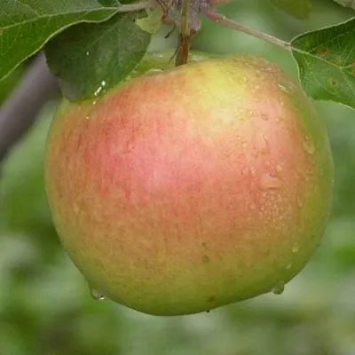 Яблоня БРЯНСКОЕ ЗОЛОТИСТОЕ  Яблоня БРЯНСКОЕ ЗОЛОТИСТОЕ в Уфе