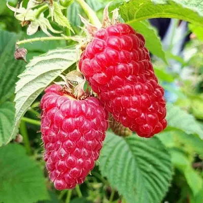 Малина ПШЕХИБА  Малина ПШЕХИБА в Уфе