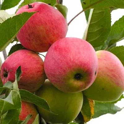 Яблоня МЕЧТА в Уфе