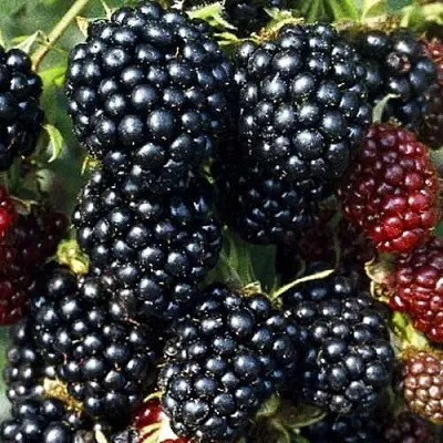 Ежевика ЭВЕРГРИН бесшипная  Ежевика ЭВЕРГРИН бесшипная в Уфе