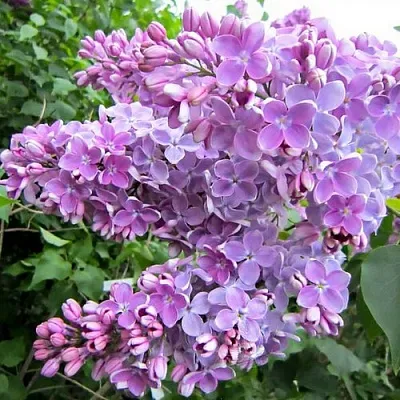 Сирень ОЛЯ  Сирень ОЛЯ в Уфе