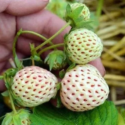 Клубника АНАНАСА ремонтантная в Уфе