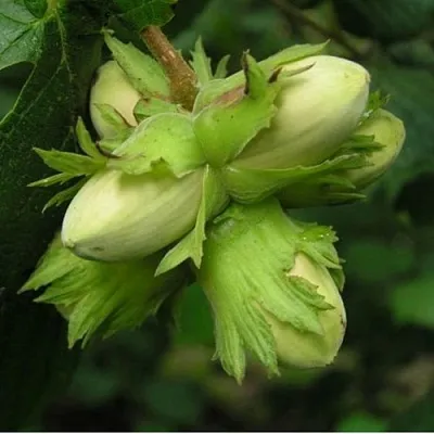 Фундук ТАМБОВСКИЙ ПОЗДНИЙ в Уфе