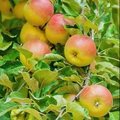 Яблоня ПАМЯТЬ БЛЫНСКОГО колонновидная  Яблоня ПАМЯТЬ БЛЫНСКОГО колонновидная в Уфе