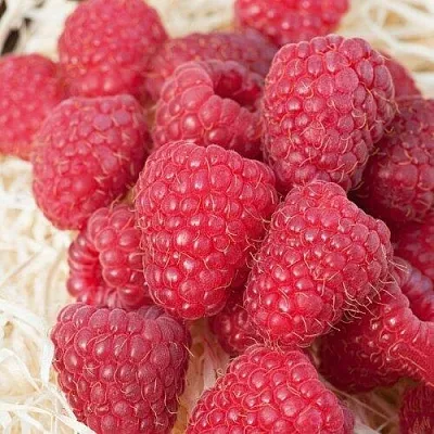 Малина МАРАСТАР  Малина МАРАСТАР в Уфе