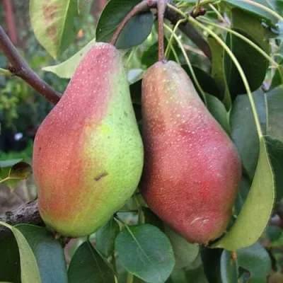 Груша ЯКОВЛЕВСКАЯ в Уфе